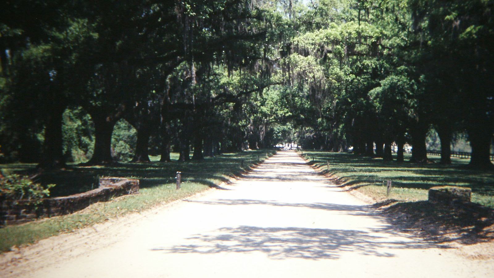 A sandy drive under two rows of moss-draped live oaks at Boone Hall near Charleston