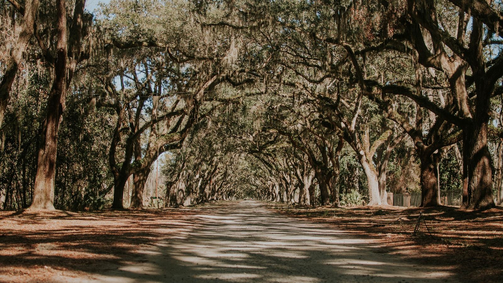 Live oaks draped in Spanish moss arching over the long avenue at Wormsloe, near Savannah